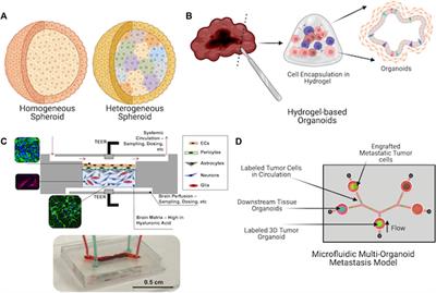 Grand challenges in organoid and organ-on-a-chip technologies